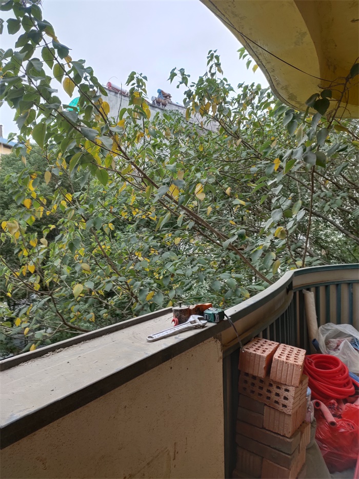 IMG_20191125_123833.jpg